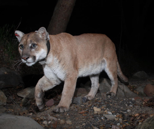 The Story of P-22: The Famed L.A. Mountain Lion That Could